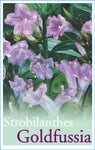 Strobilanthes anisophyllus