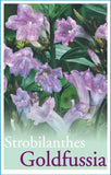 Strobilanthes anisophyllus