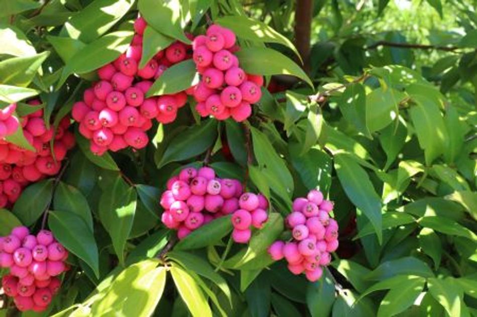 Syzygium Cascade – Greener Garden Supplies