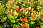 Syzygium Orange Twist