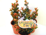 Syzygium Orange Twist