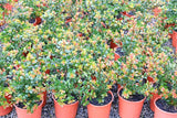 Syzygium Orange Twist