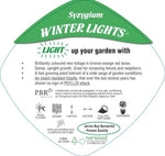 Syzygium Winter Lights