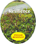 Syzygium australe Resilience