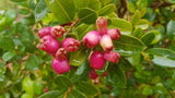 Syzygium australe Tucker Bush Cherry