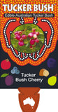 Syzygium australe Tucker Bush Cherry