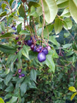 Syzygium oleosum Tucker Bush Blue Lilly Pilly