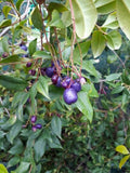 Syzygium oleosum Tucker Bush Blue Lilly Pilly