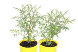 Tagetes lemmonii