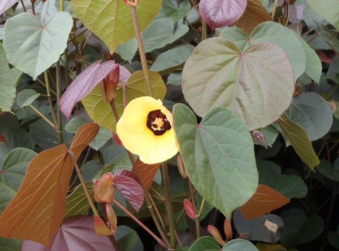 Talipariti (Hibiscus) tiliaceum Rubrum