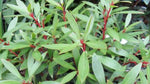 Tasmannia lanceolata (Tucker Bush Mountain Pepper)