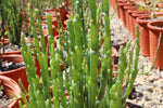 Tecticornia lepidosperma (Tucker Bush  WA Samphire)