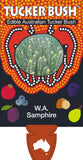 Tecticornia lepidosperma (Tucker Bush  WA Samphire)