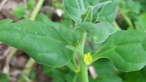 Tetragonia tetragonioides (Tucker Bush Warrigal Greens)