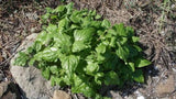 Tetragonia tetragonioides (Tucker Bush Warrigal Greens)