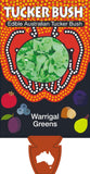 Tetragonia tetragonioides (Tucker Bush Warrigal Greens)