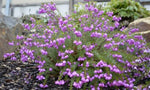 Tetratheca Fairy Bells Deep Pink