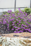 Tetratheca Fairy Bells Deep Pink