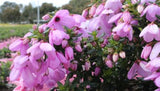 Tetratheca Fairy Bells Mauve