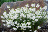 Tetratheca Fairy Bells Snow