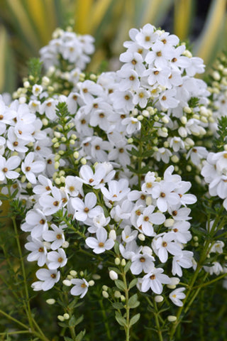 Tetratheca Fairy Bells Snow