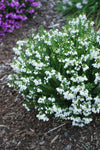 Tetratheca Fairy Bells Snow