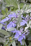 Teucrium Silver Box