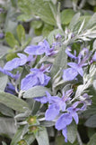 Teucrium Silver Box