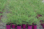 Thryptomene saxicola F. C. Payne