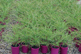 Thryptomene saxicola F. C. Payne