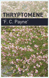 Thryptomene saxicola F. C. Payne