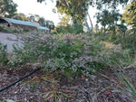 Thryptomene saxicola Mingenew