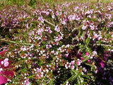 Thryptomene saxicola Mingenew