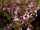 Thryptomene saxicola Mingenew