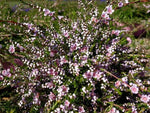 Thryptomene saxicola Pink Lace