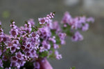 Thryptomene saxicola Pink Lace