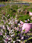 Thryptomene saxicola Pink Lace