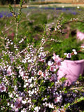 Thryptomene saxicola Pink Lace