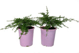 Thryptomene saxicola Pink Lace