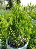 Thuja occidentalis Smaragd