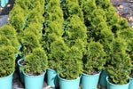 Thuja occidentalis Smaragd