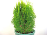 Thuja orientalis Aurea Nana