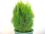 Thuja orientalis Aurea Nana