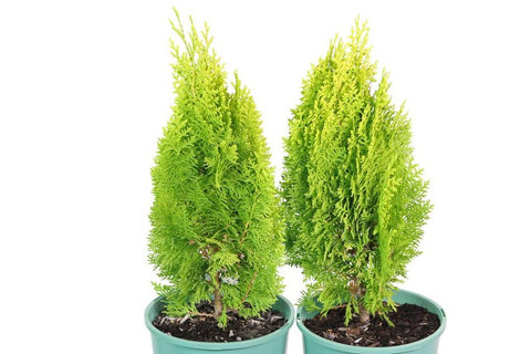 Thuja orientalis Aurea Nana