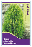 Thuja orientalis Aurea Nana