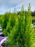 Thuja orientalis Morgan