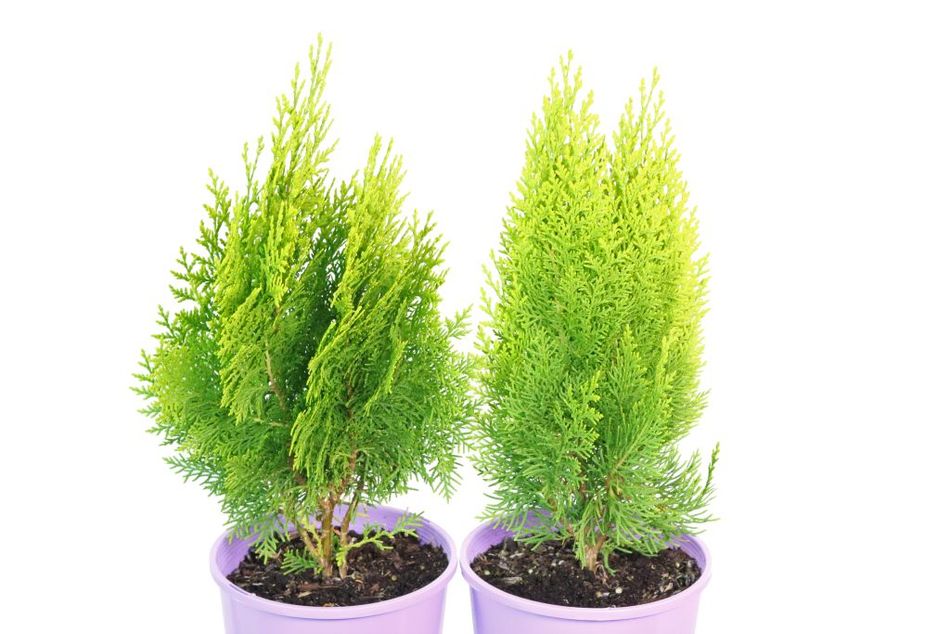 Thuja orientalis Morgan – Greener Garden Supplies