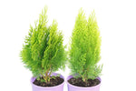 Thuja orientalis Morgan