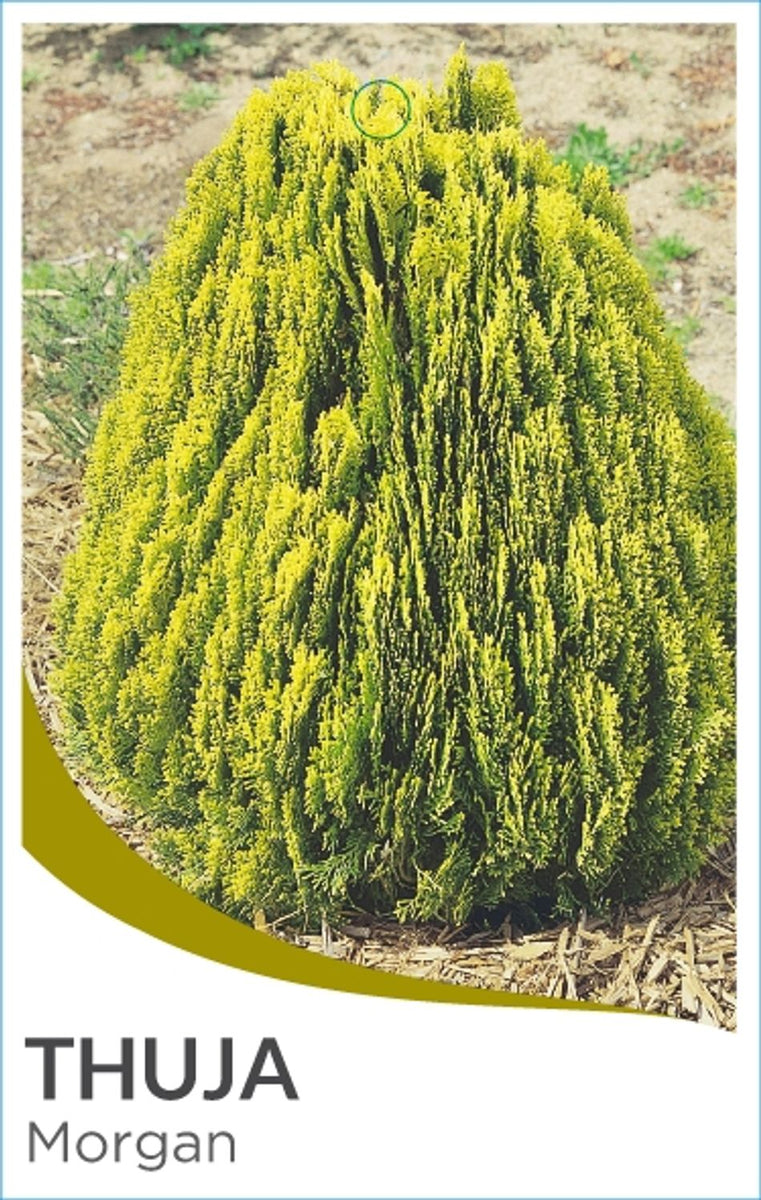 Thuja orientalis Morgan – Greener Garden Supplies