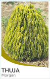 Thuja orientalis Morgan